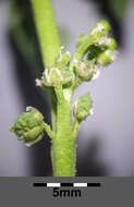 Image of Creeping Watercress