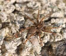 Image of Thinlegged Wolf Spiders