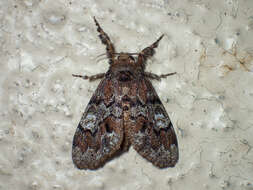 Image of Manto Tussock Moth