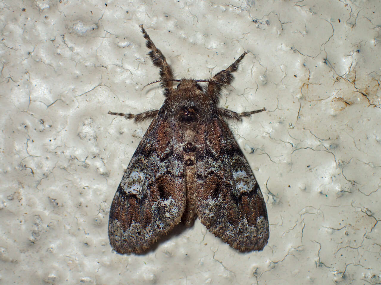 Image of Manto Tussock Moth