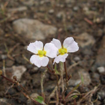 Image de Alisma Fausse Renoncule