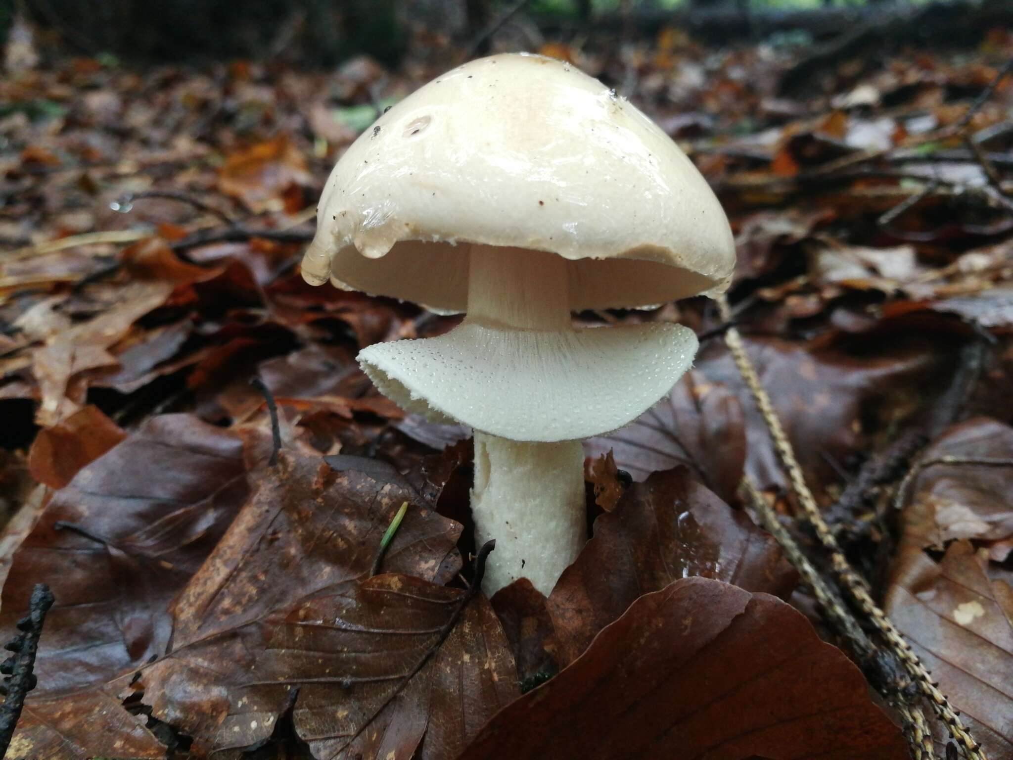 Limacella guttata (Pers.) Konrad & Maubl. 1949 resmi