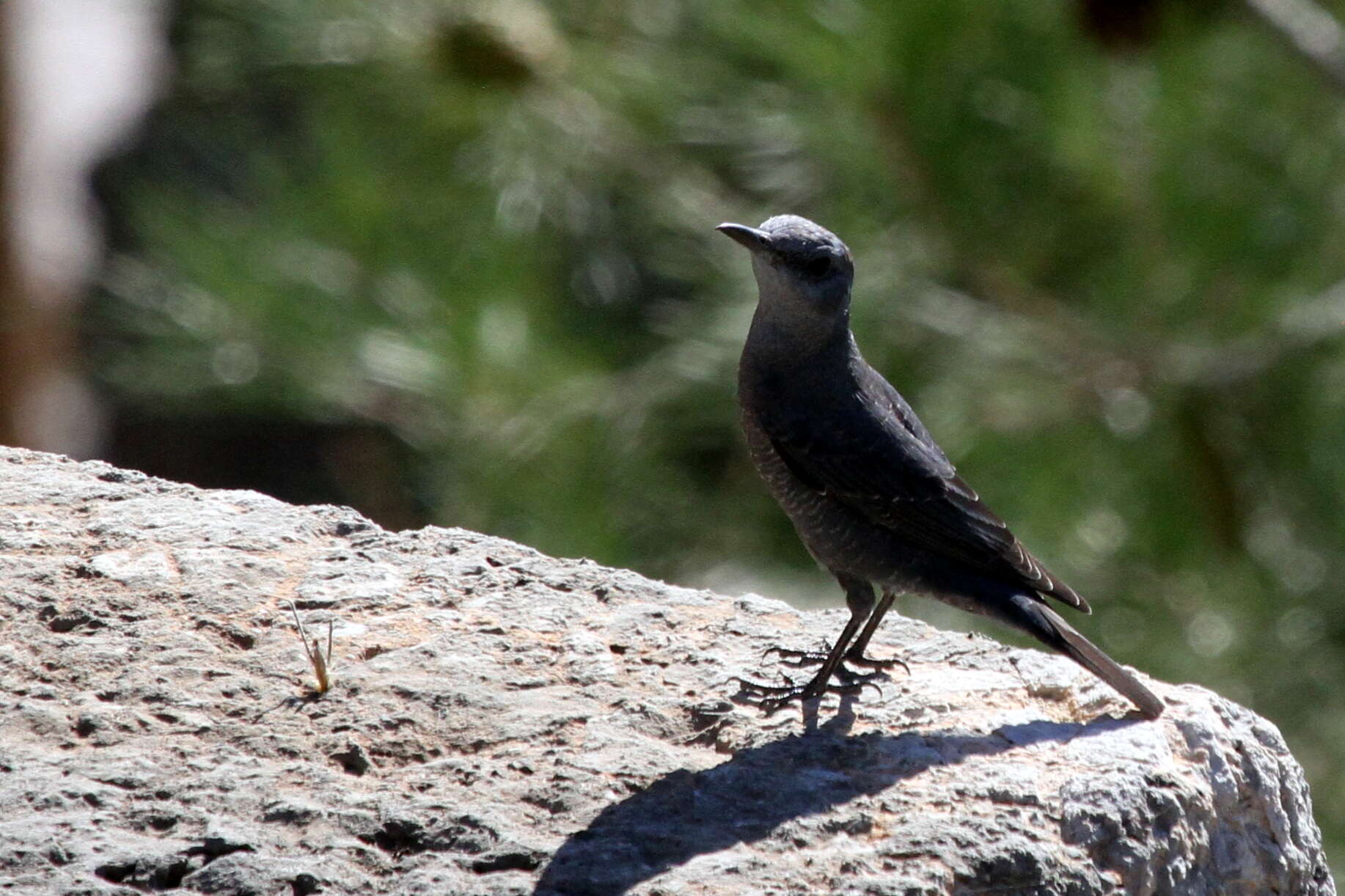 Image de Merle bleu