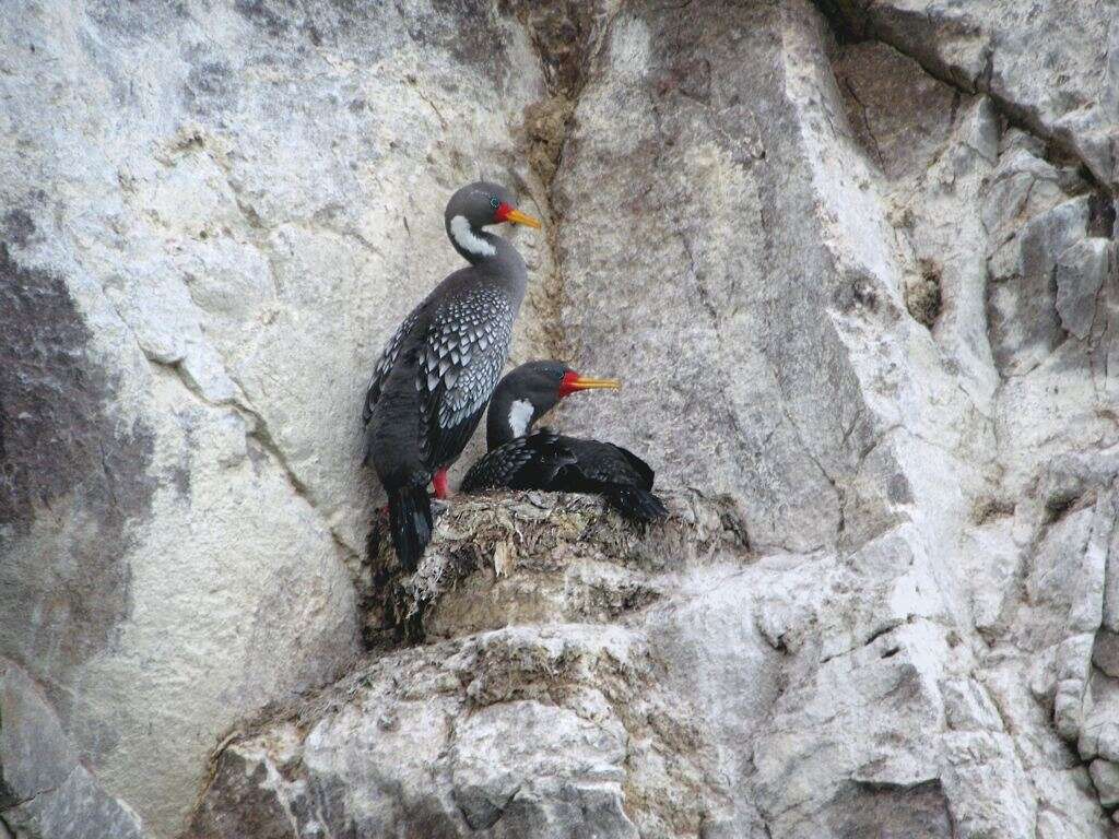 Image of Red-legged Cormorant