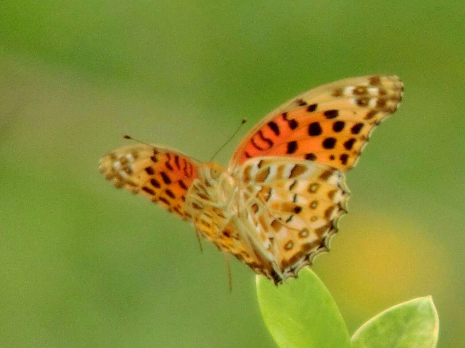 Image of Argynnis hyperbius