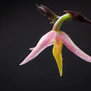 Image of Bulbophyllum andreeae A. D. Hawkes