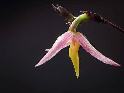 Image of Bulbophyllum andreeae A. D. Hawkes