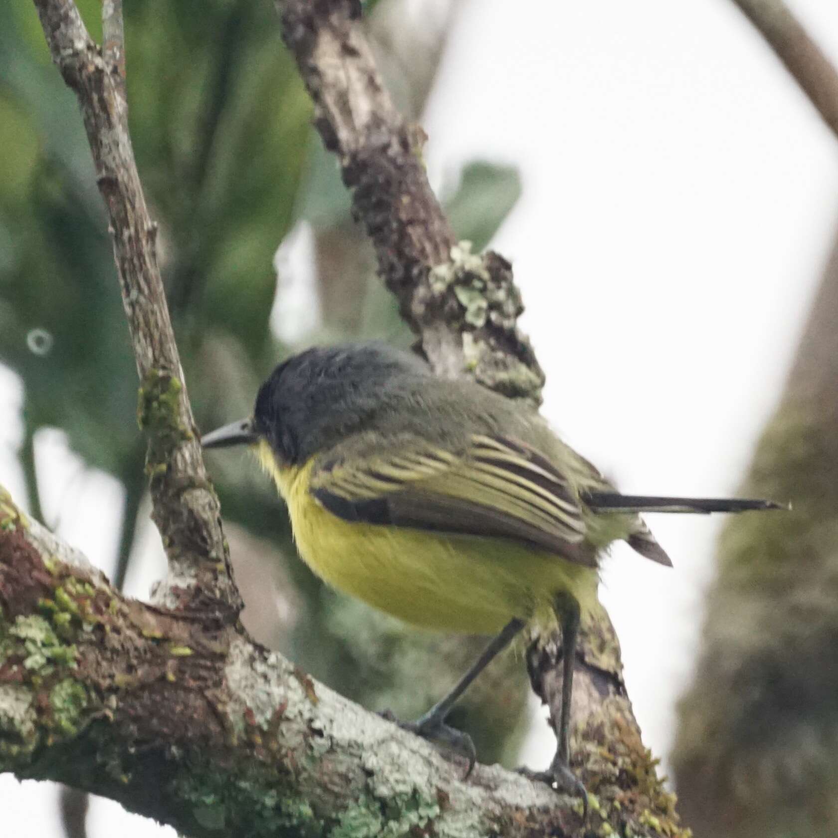 Todirostrum cinereum (Linnaeus 1766) resmi