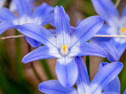 Image de Scilla luciliae (Boiss.) Speta