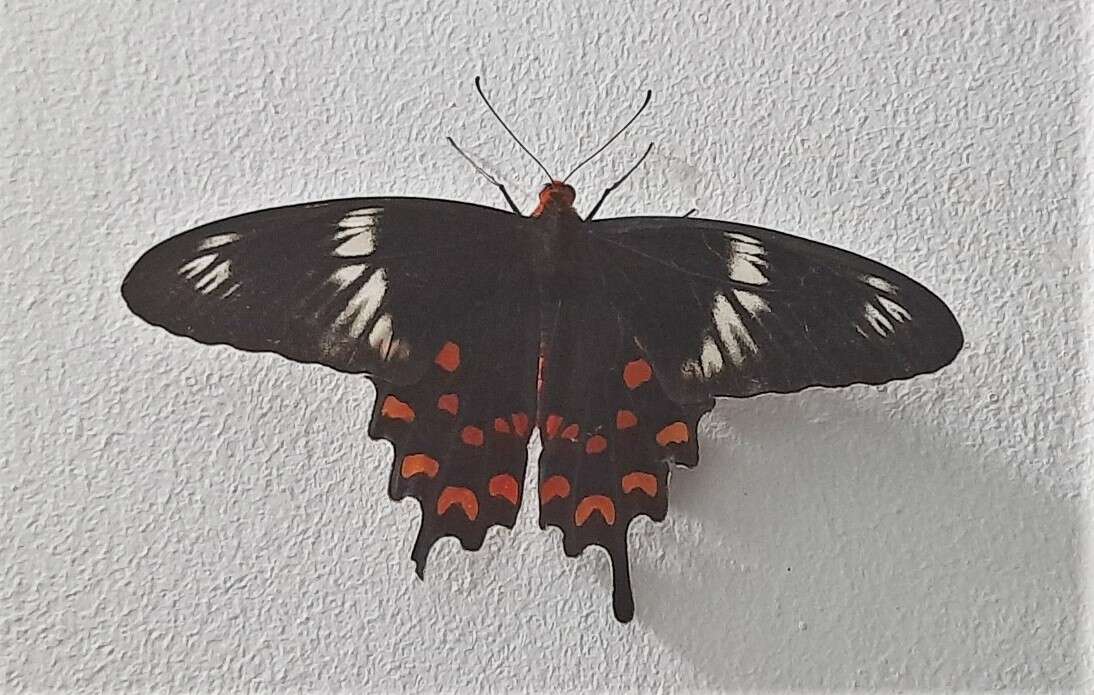 Image of Pachliopta hector (Linnaeus 1758)