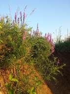 Imagem de Vicia tenuifolia Roth