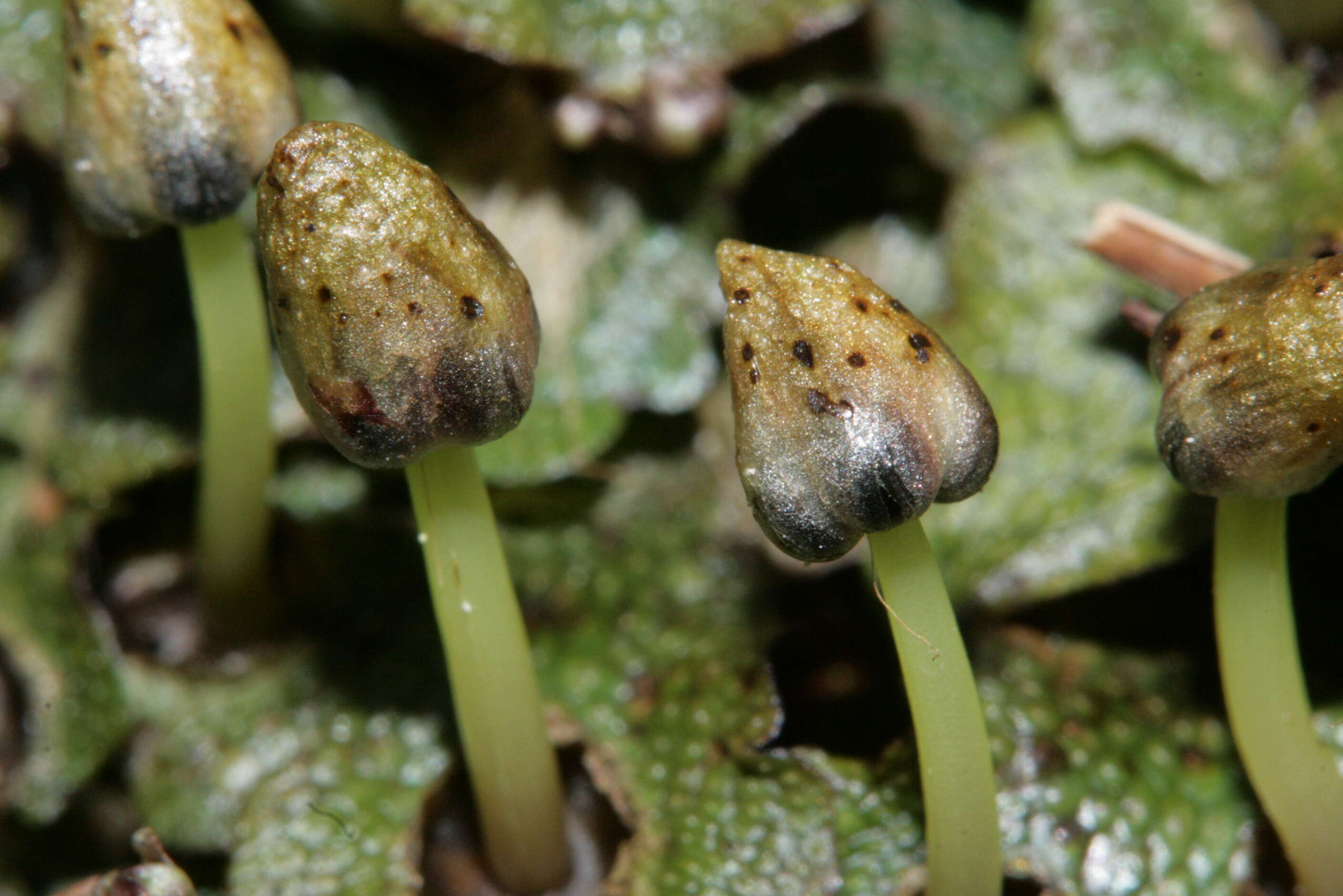 Image of Conocephalum salebrosum Szweyk., Buczk. & Odrzyk.