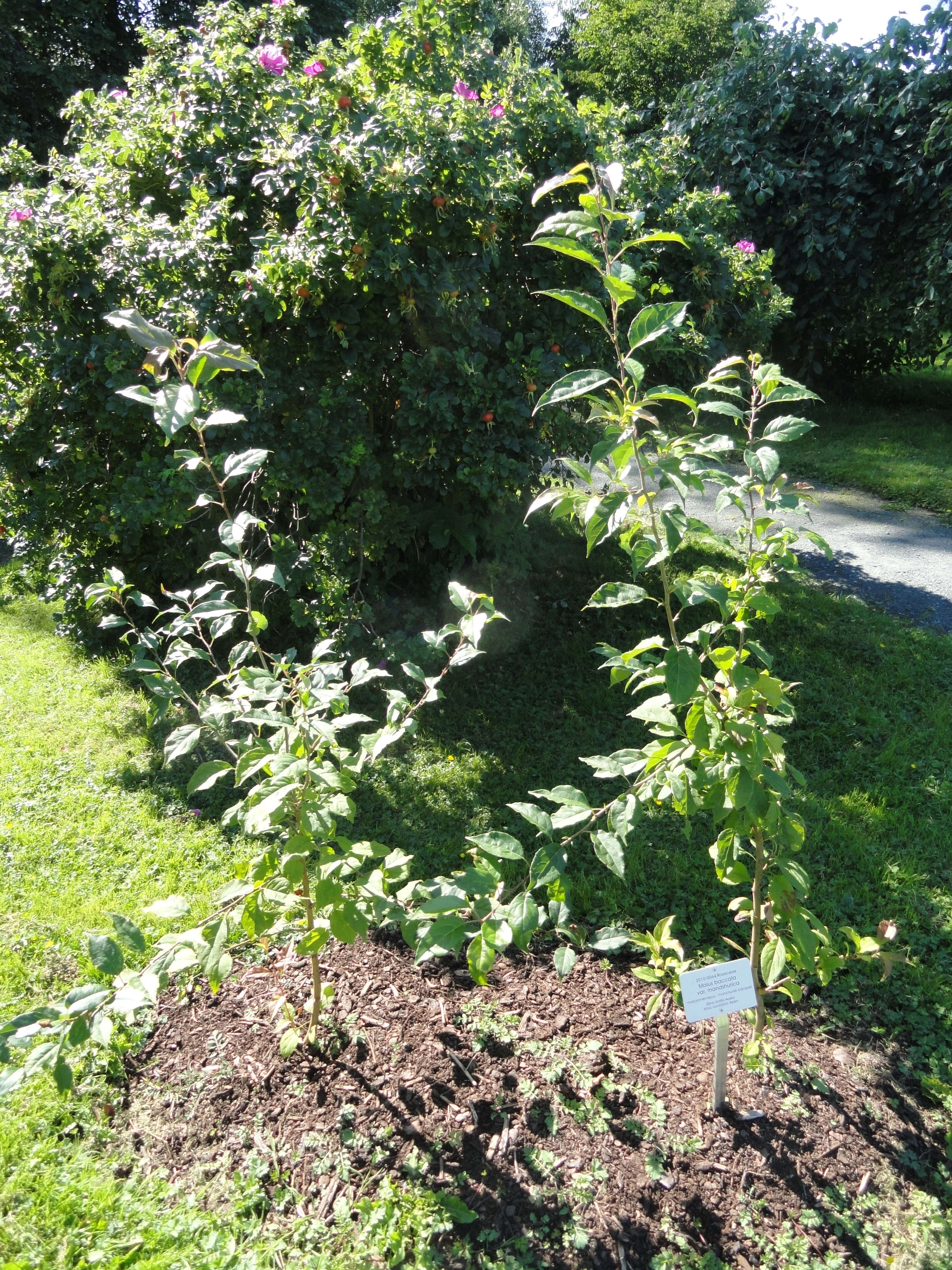 Image of Manchurian crab apple