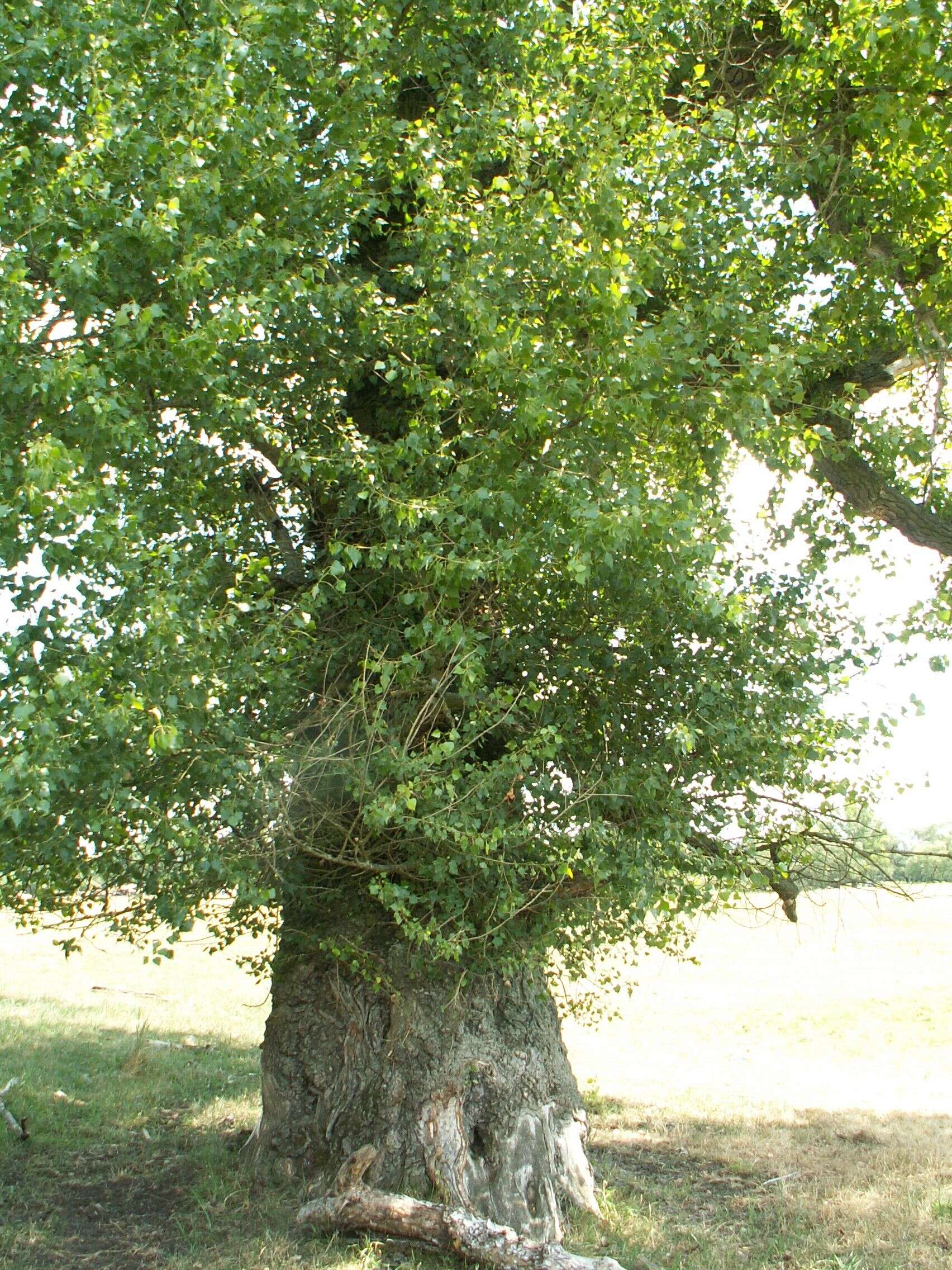 Image of Black Poplar