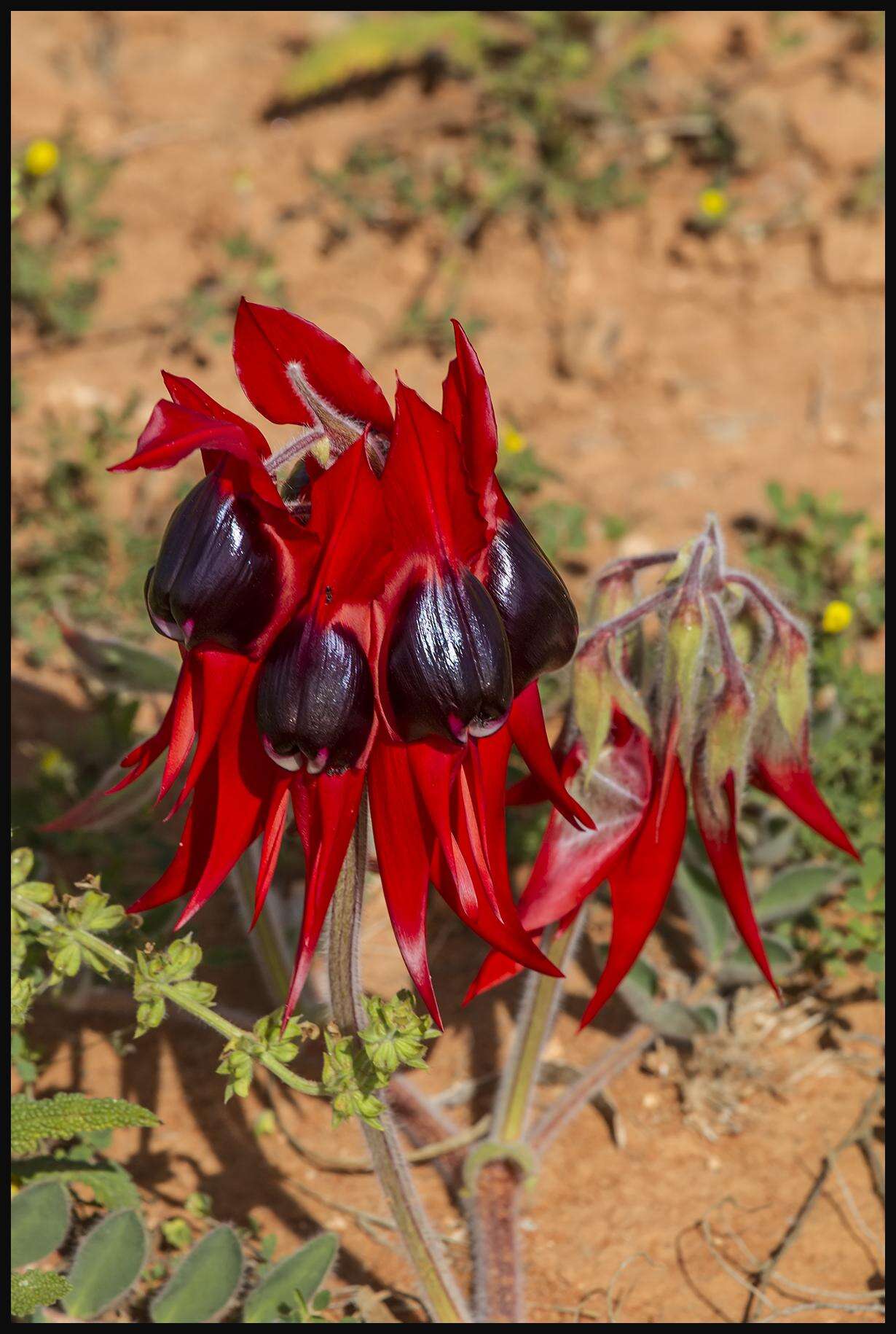 Plancia ëd Swainsona formosa (G. Don) J. Thompson