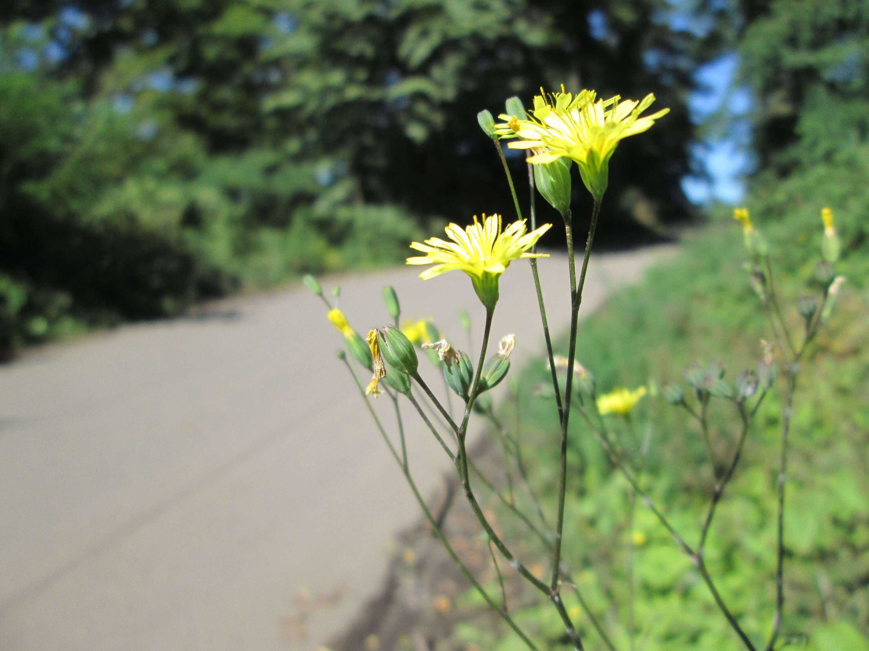 Image of nipplewort