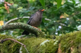 Image of Indian Blackbird