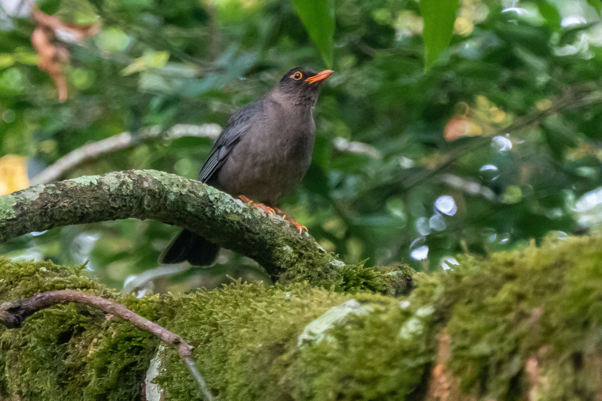 Image of Indian Blackbird