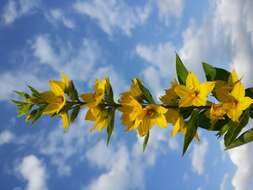 Image of Dotted Loosestrife