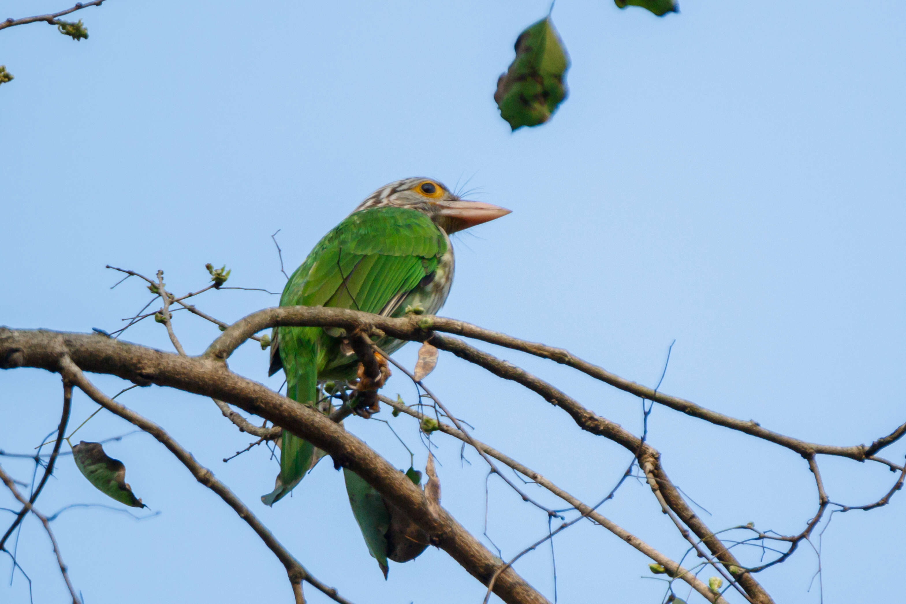 Psilopogon zeylanicus (Gmelin & JF 1788) resmi