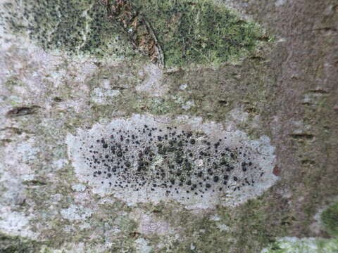 Image of lecidella lichen