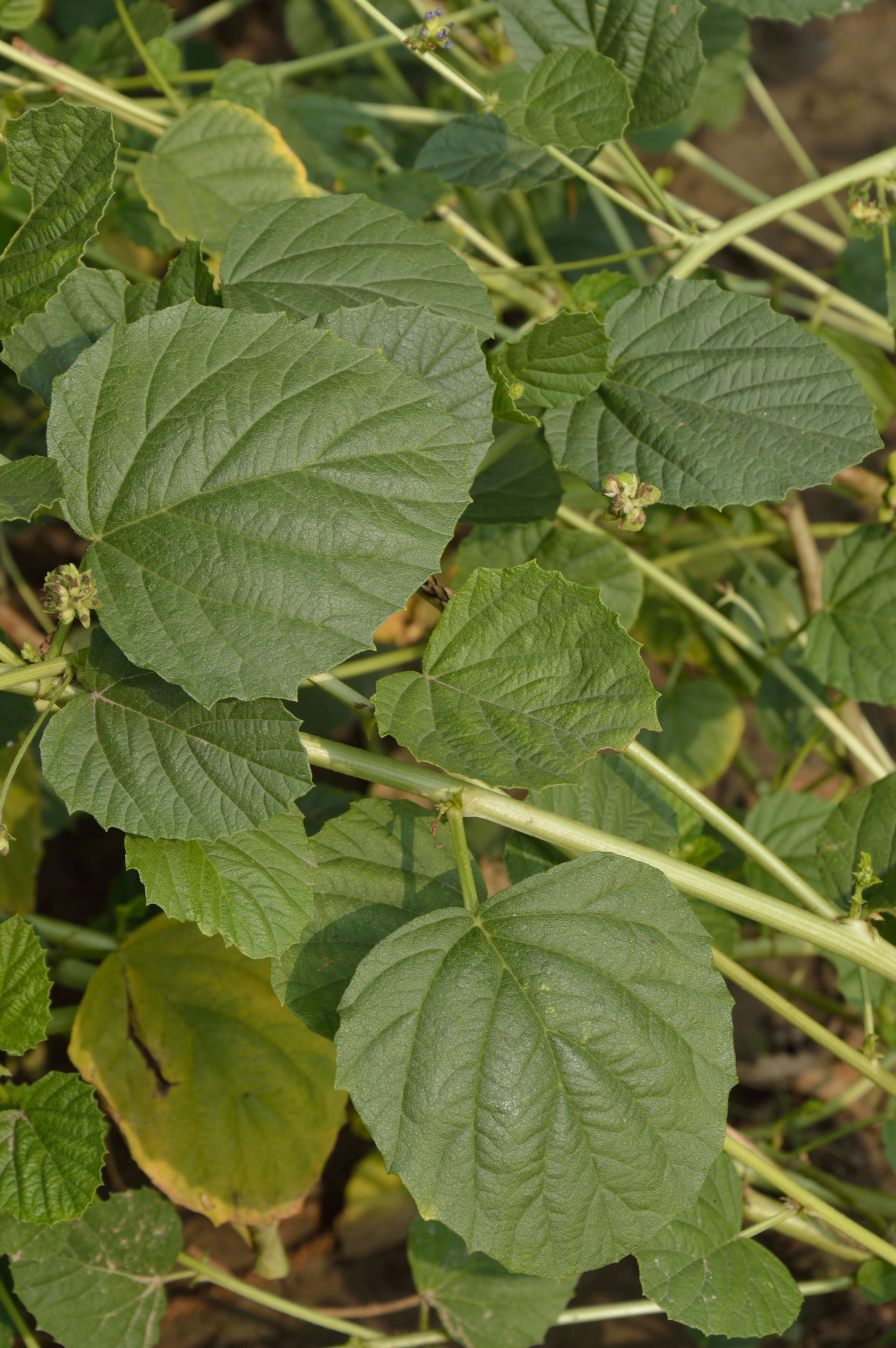 Image de Cullen corylifolium (L.) Medik.