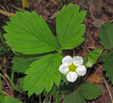 Image of woodland strawberry