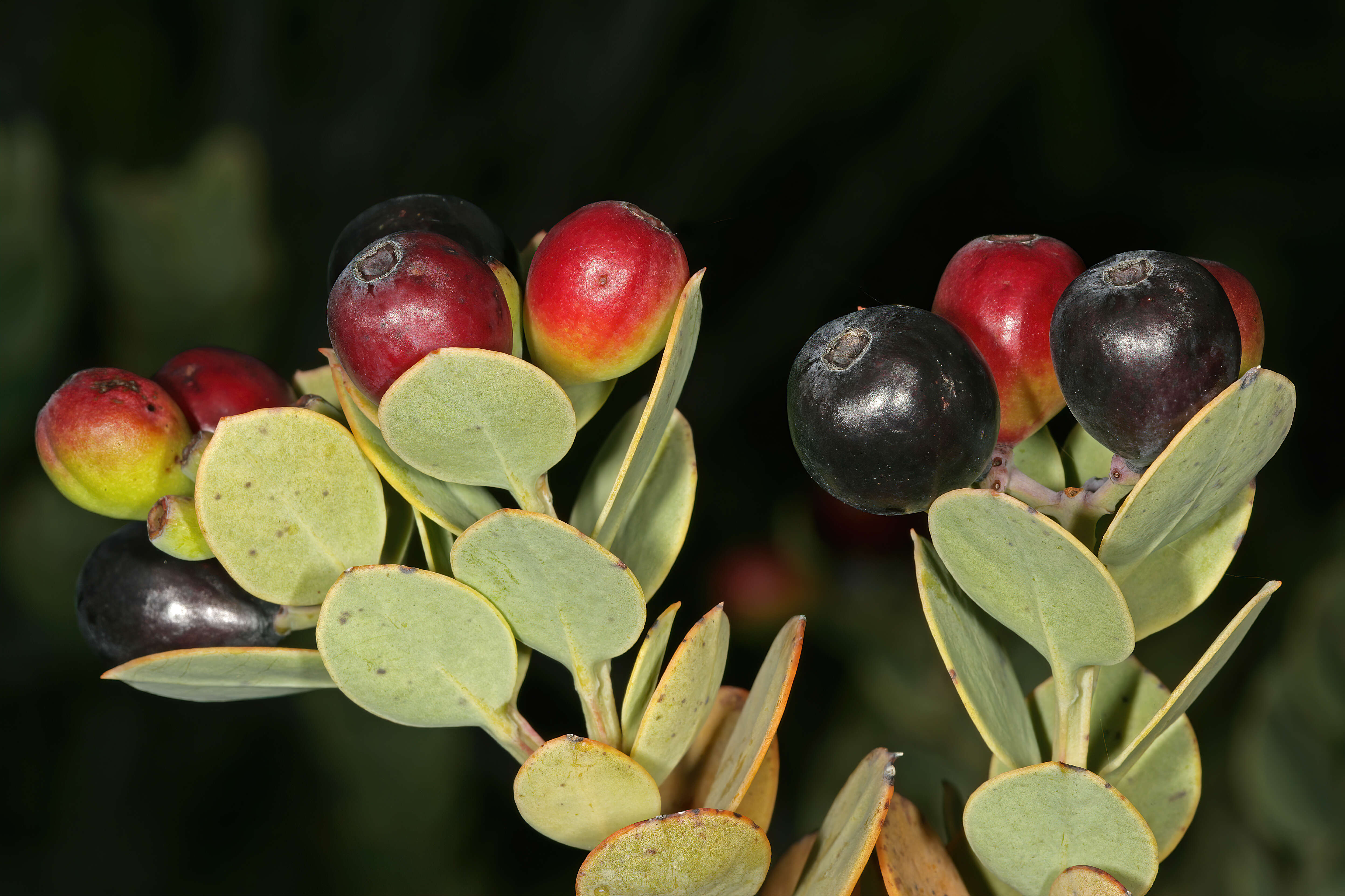 Image of Coastal tannin-bush