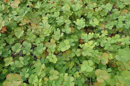 Plancia ëd Marsilea quadrifolia L.