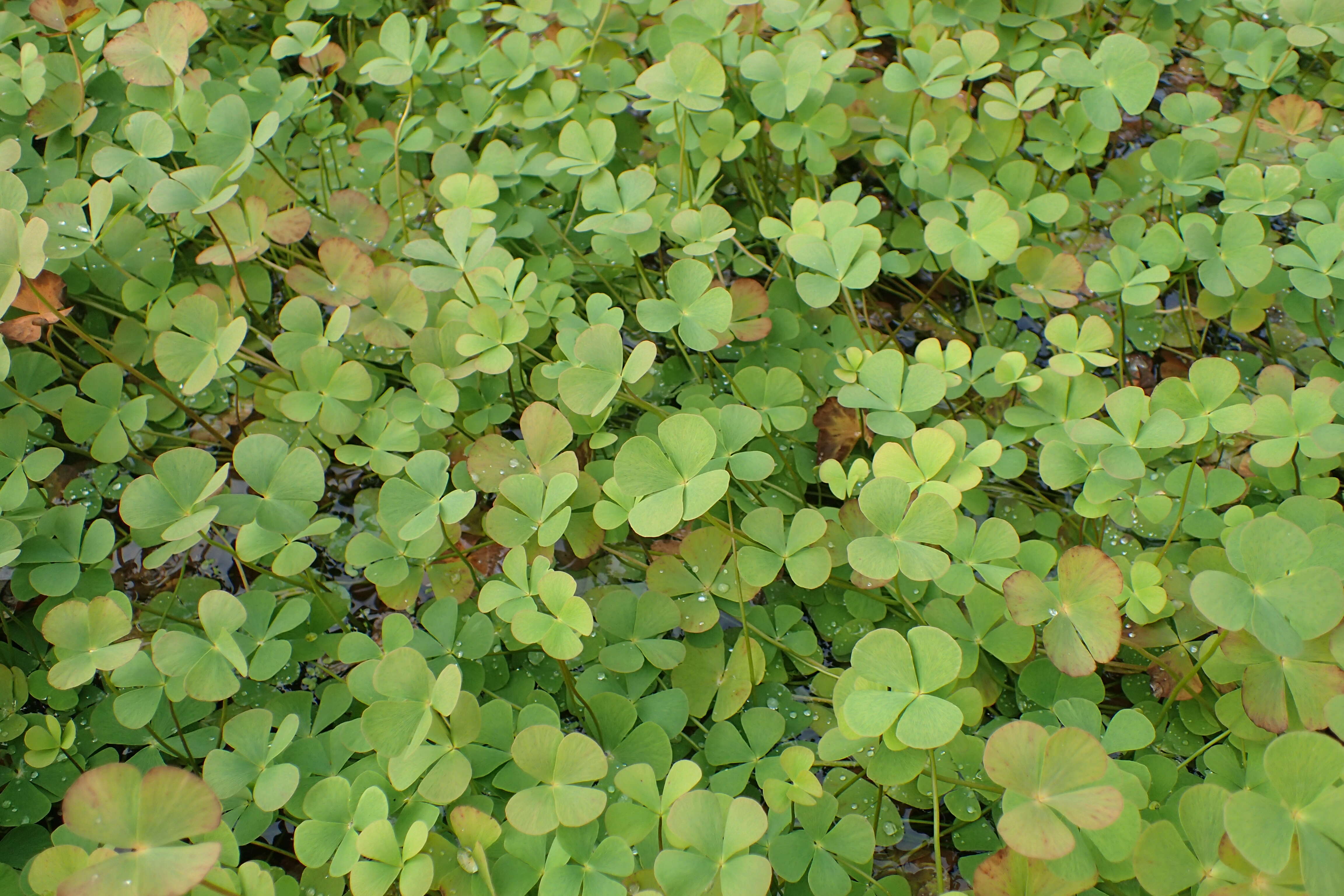 Plancia ëd Marsilea quadrifolia L.