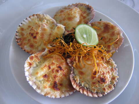 Image of Peruvian scallop