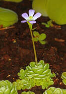 Imagem de Pinguicula esseriana B. Kirchner