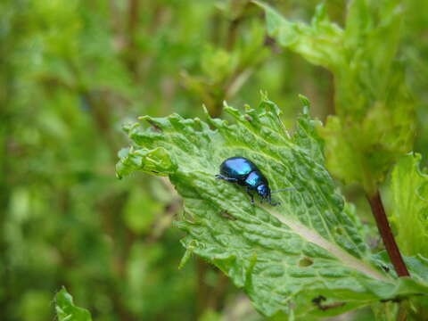 Image of Chrysolina coerulans