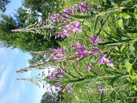 Image of Narrow-Leaf Fireweed