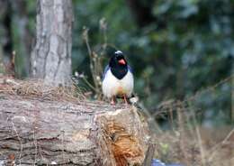 Image of Blue Magpie