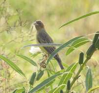 Image of Brown-headed Bunting