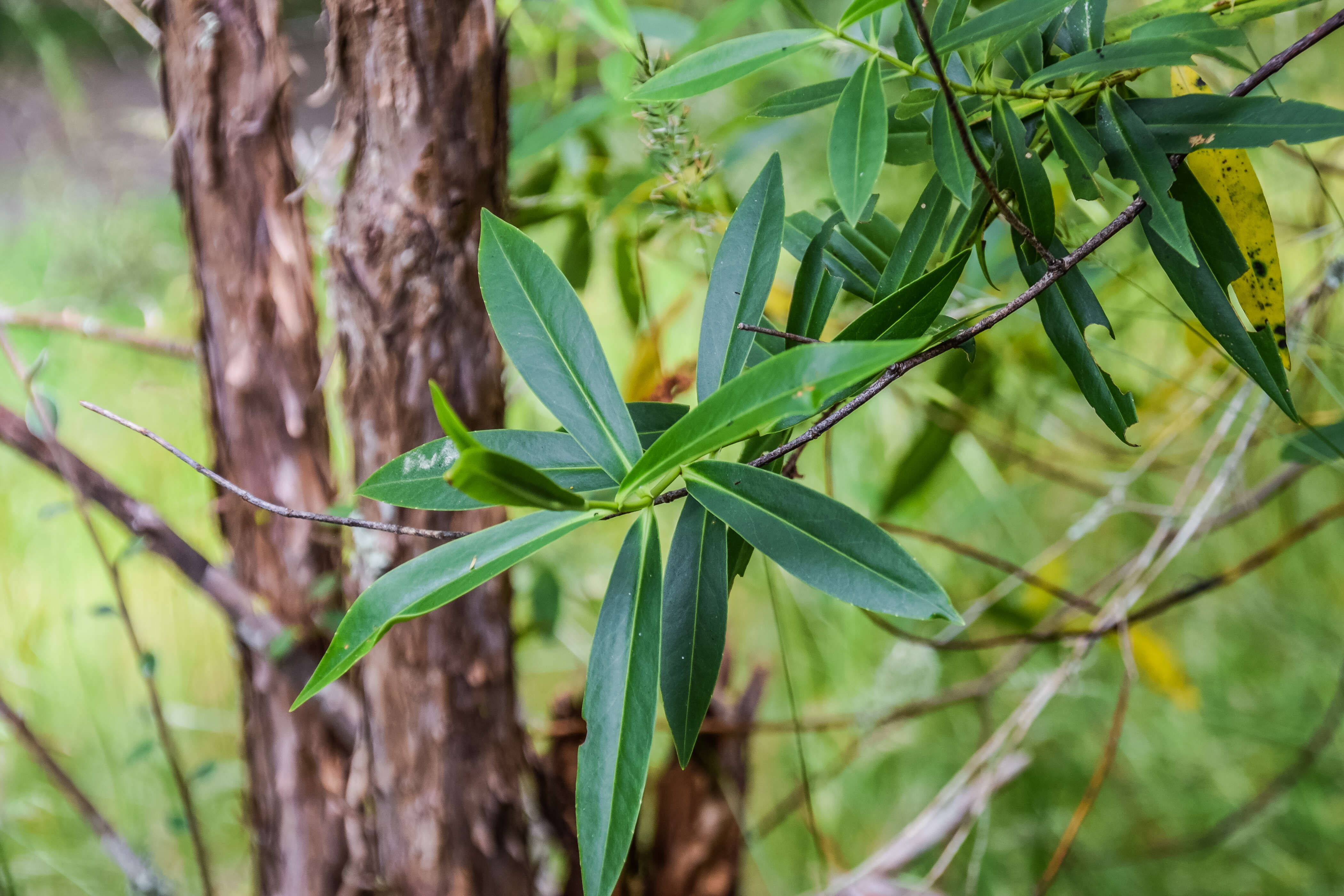 Image of Veronica stricta Banks & Soland. ex Benth.