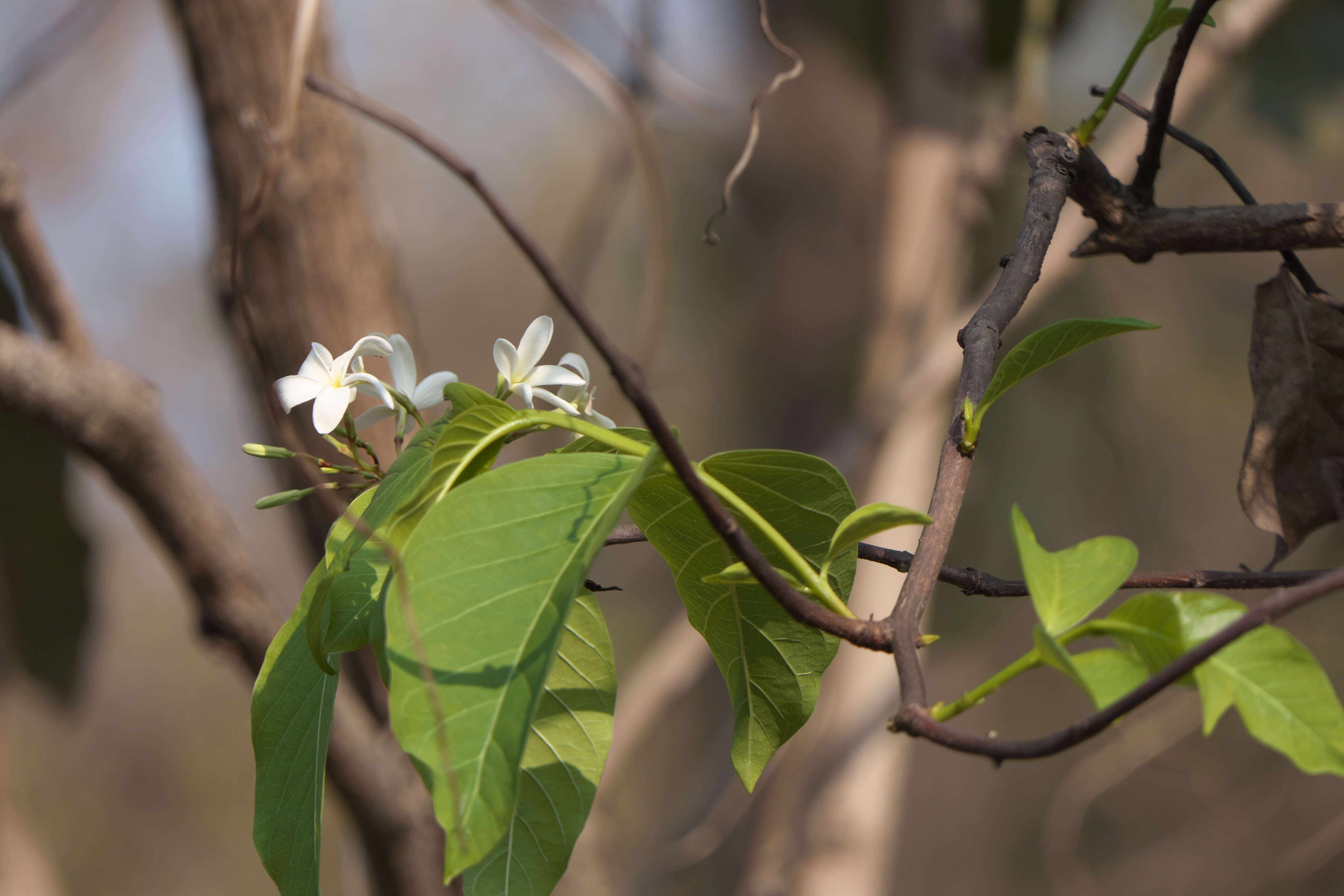 Image of Bitter Oleander