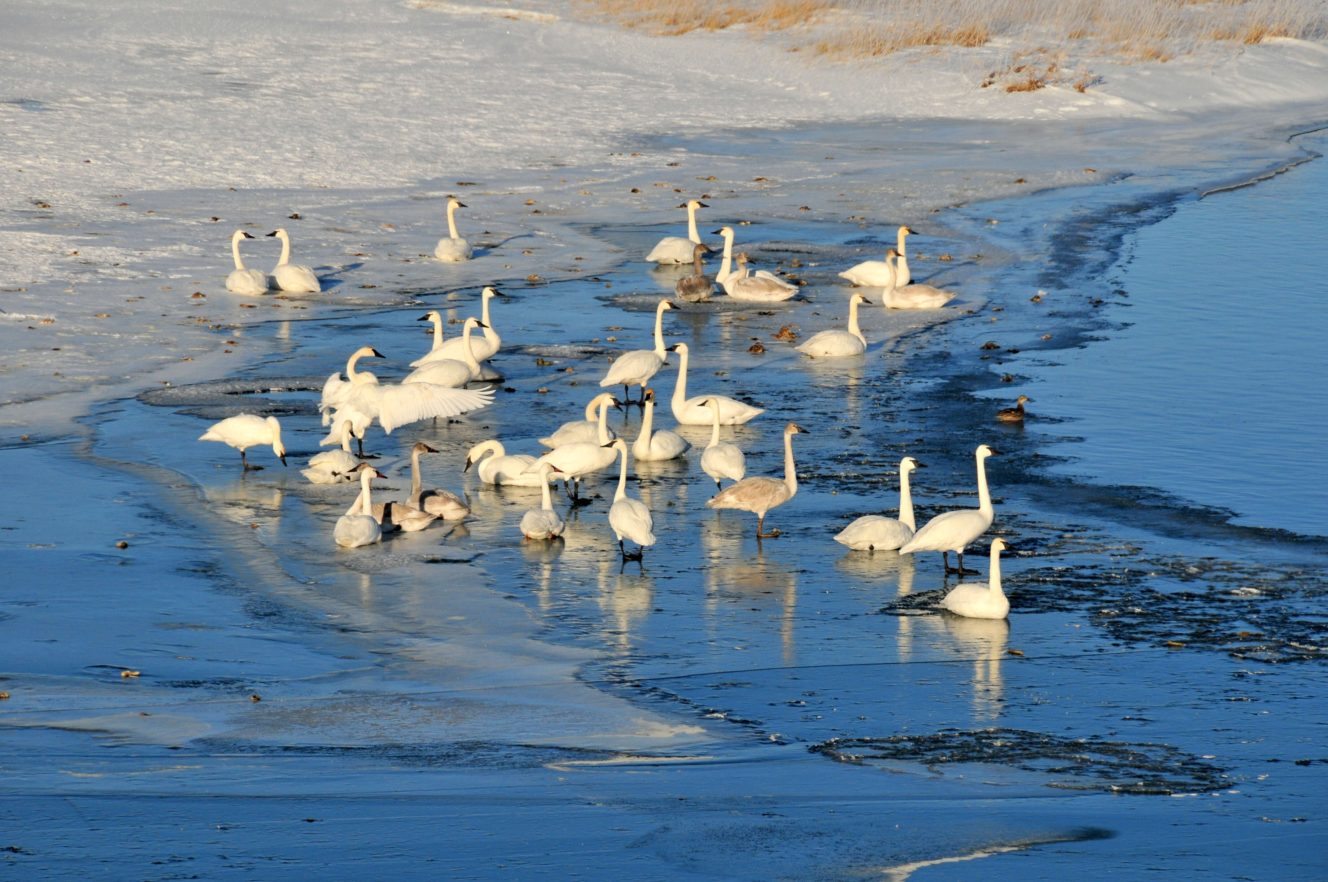 Image of Trumpeter Swan