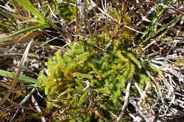 Image of Austrolycopodium fastigiatum (R. Br.) Holub