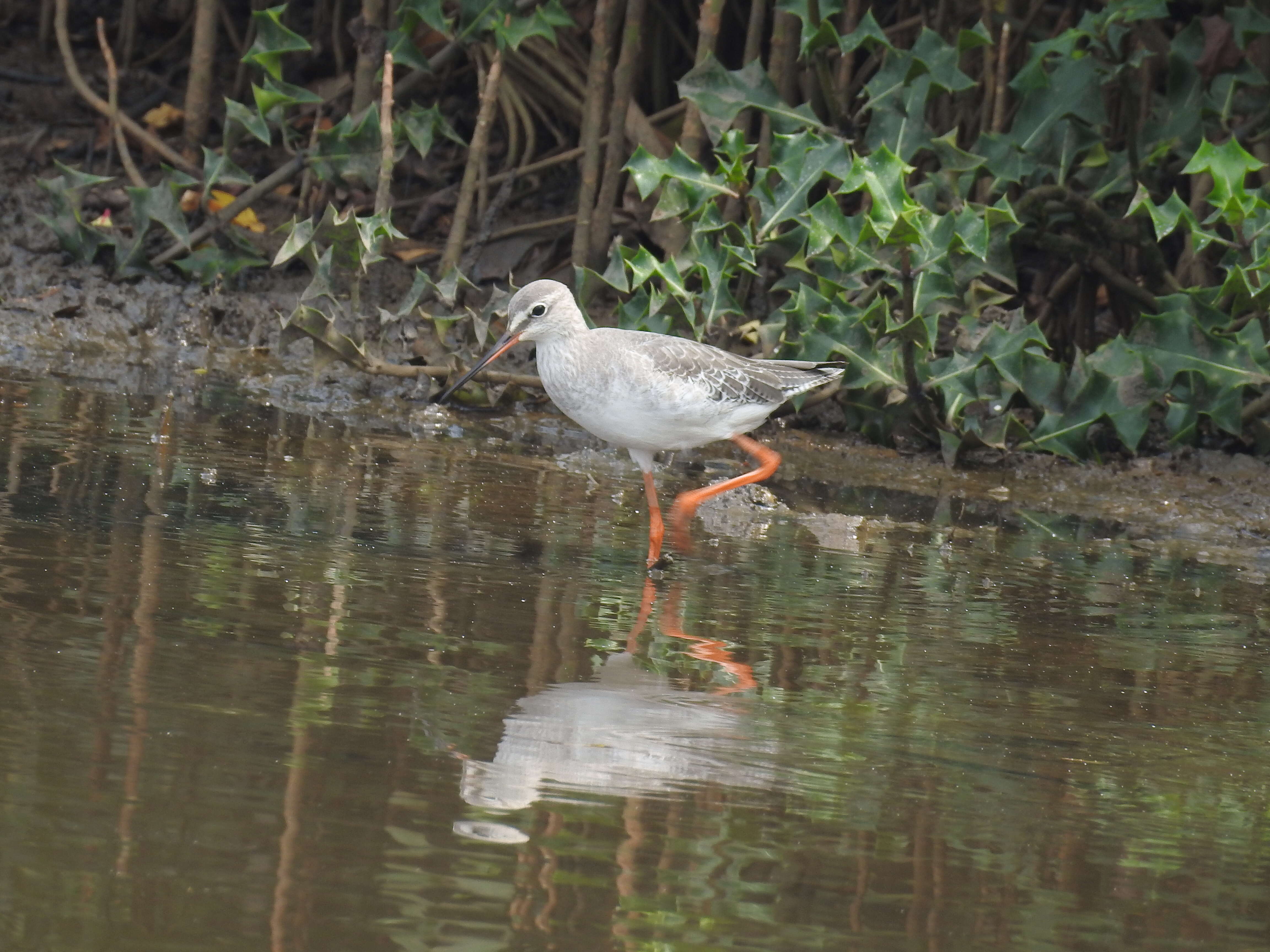 Image of Spotted Redshank