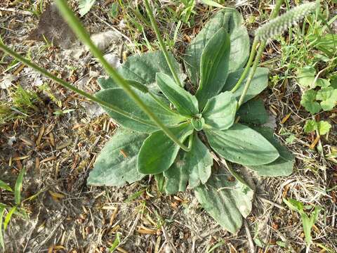 Image of Hoary Plantain