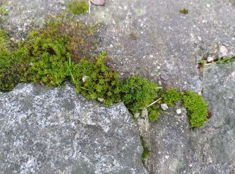 Image of great hairy screw-moss