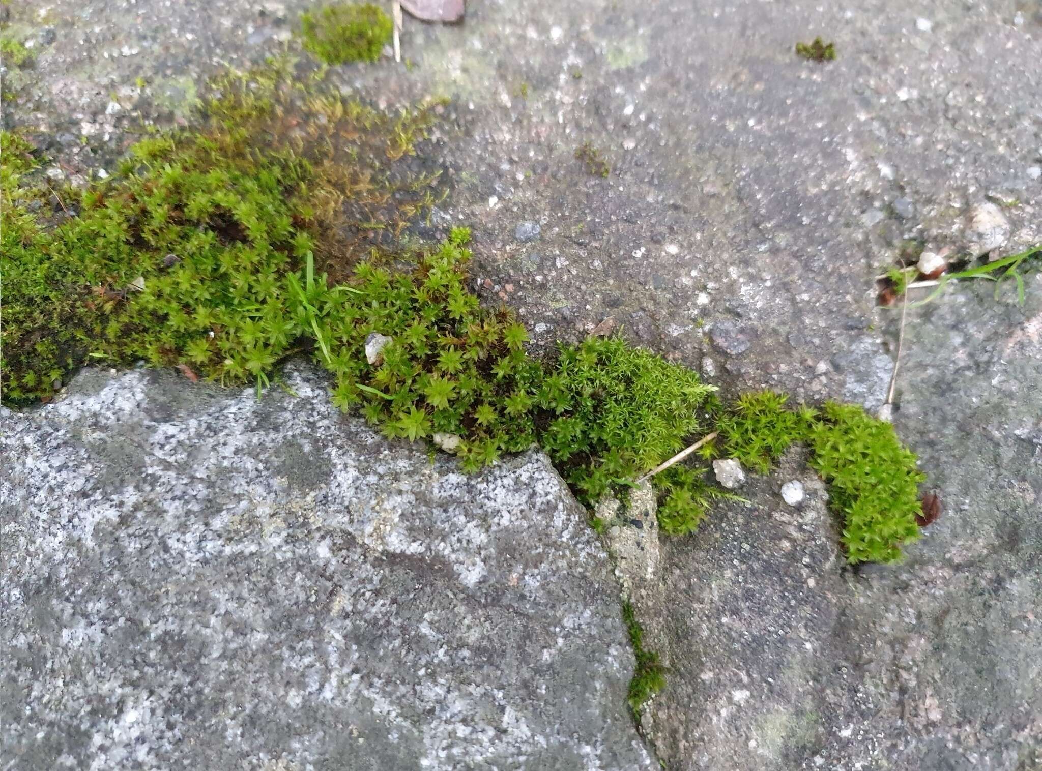 Image of great hairy screw-moss