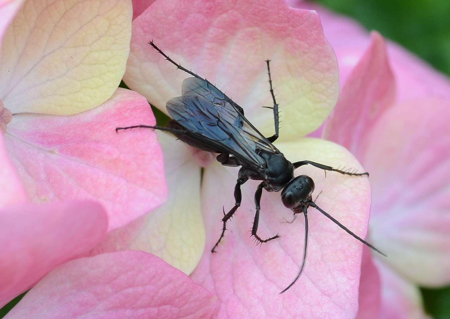 Anoplius nigerrimus (Scopoli 1763) resmi