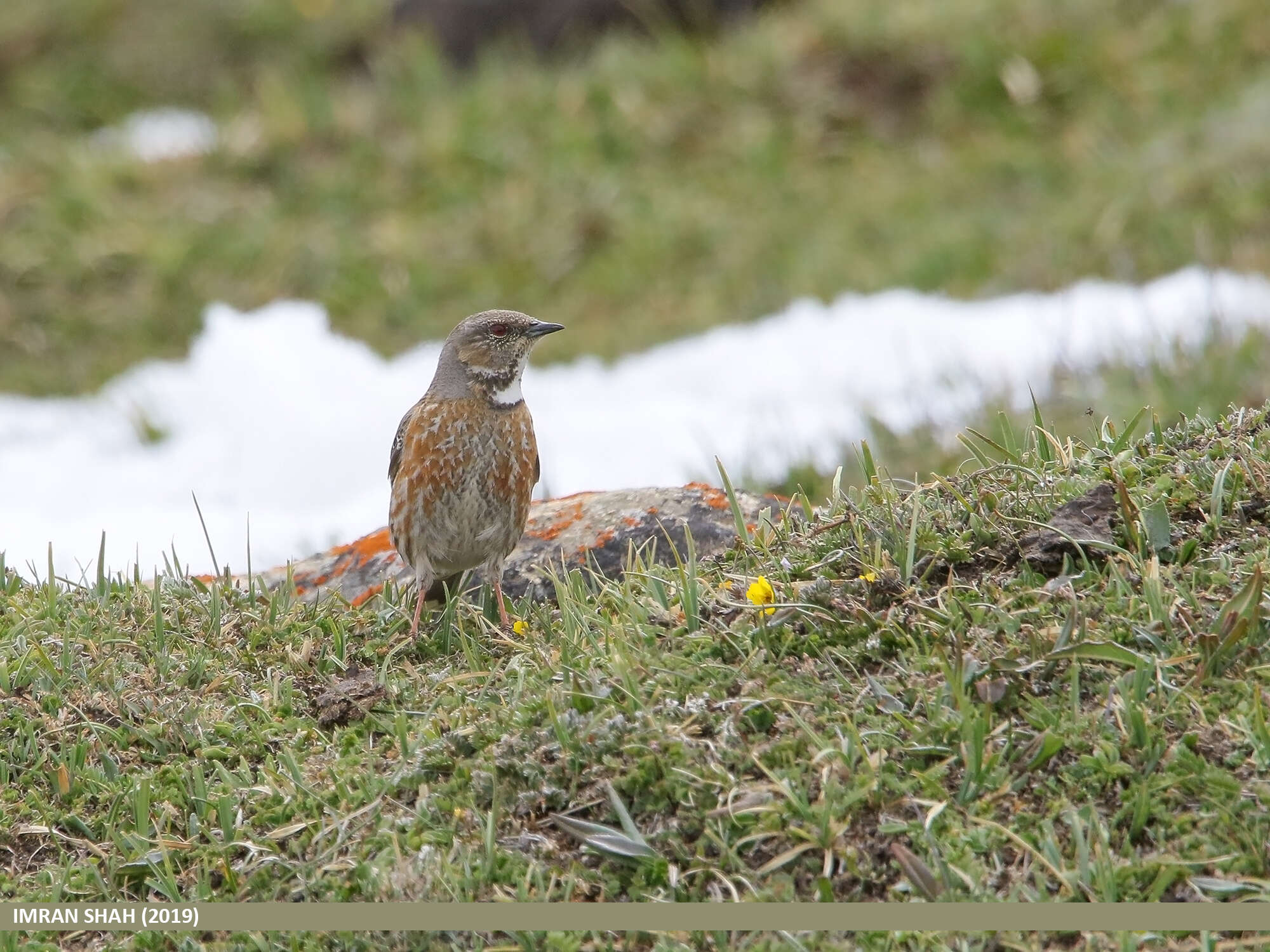 Image of Altai Accentor