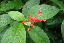 Image of Cardinal's guard flower