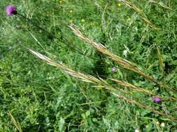 Plancia ëd Helictochloa pratensis (L.) Romero Zarco