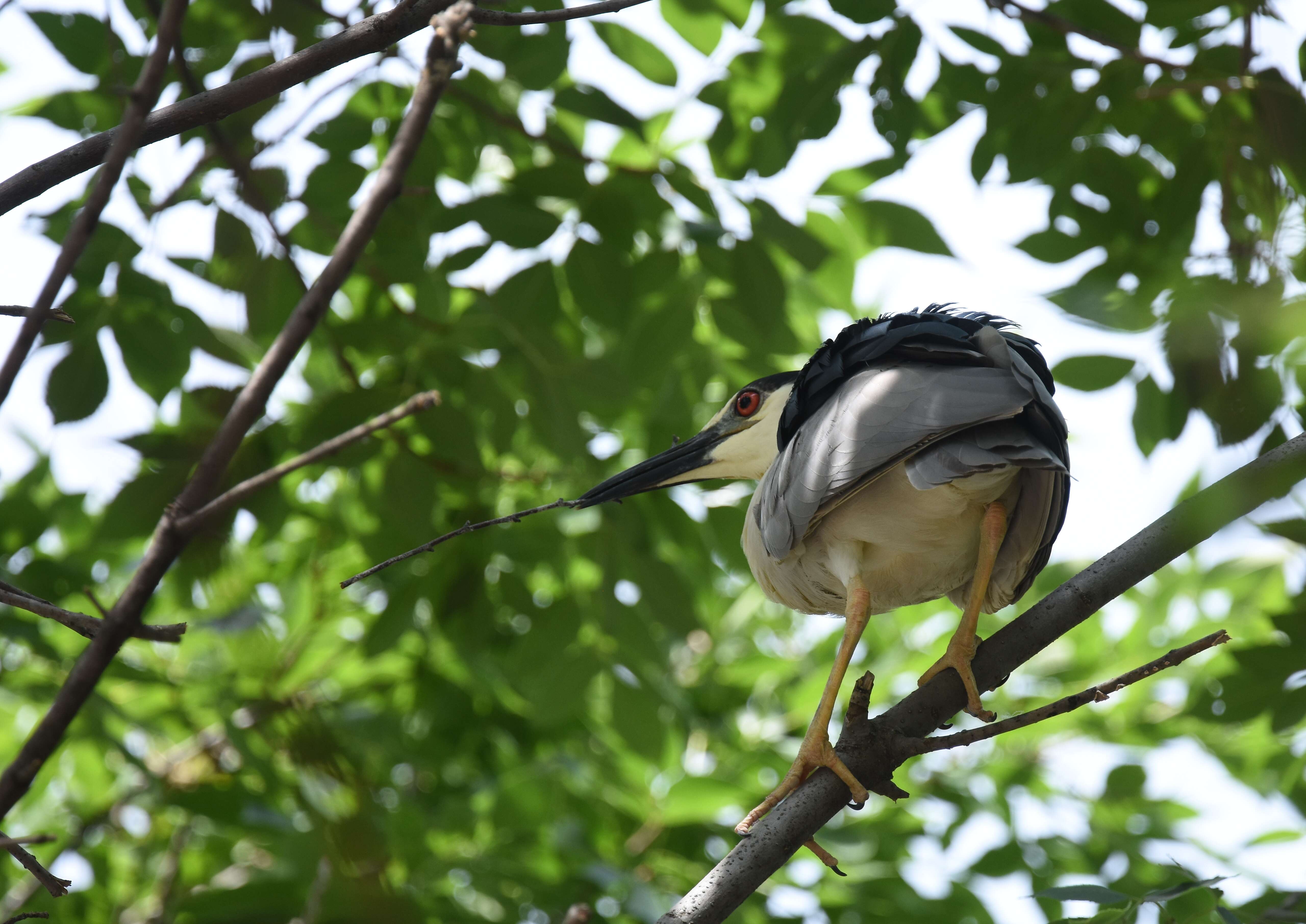 Image of Night Herons