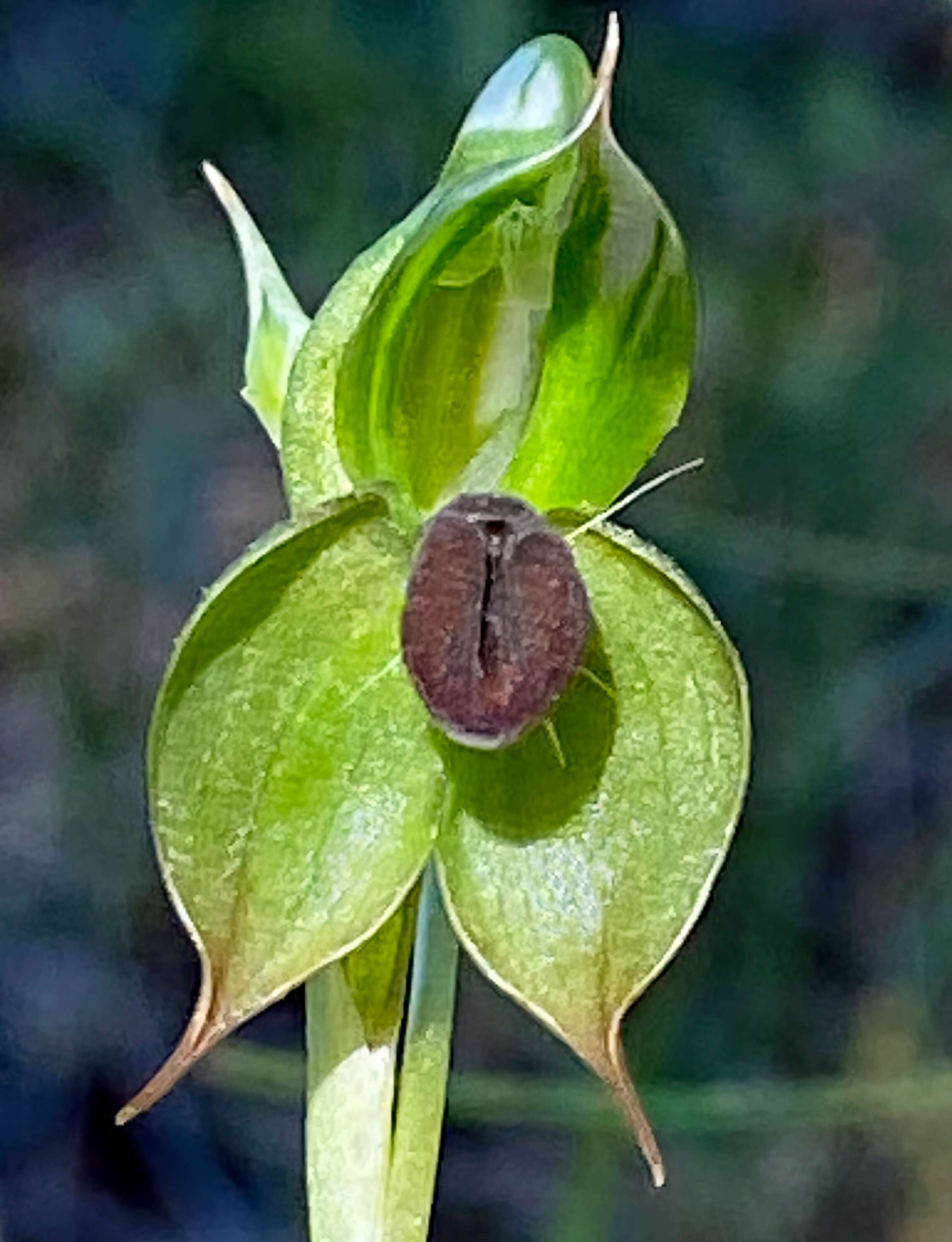 Image of Greenhood orchids